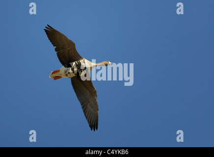 Canard Oie naine (Anser albifrons) en vol. Banque D'Images