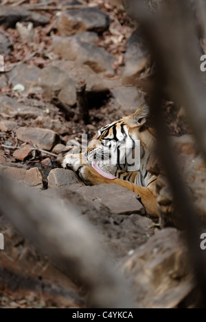 Tigre du Bengale à l'intérieur d'un refroidissement de l'eau dans les rochers sauvages en forêt de Ranthambhore, Inde. ( Panthera tigris ) Banque D'Images