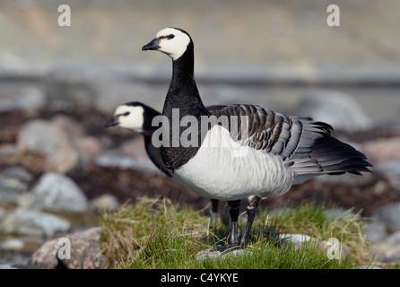 Bernache nonnette (Branta leucopsis). Deux adultes debout sur une plage de rochers. Banque D'Images