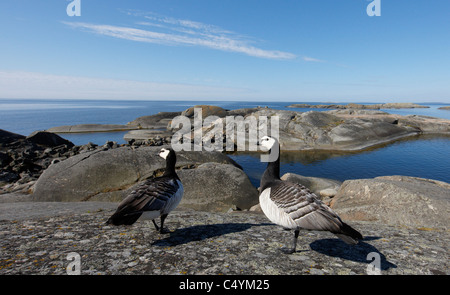 Bernache nonnette (Branta leucopsis). Couple standing in front of skerries, sur la côte de la Finlande. Banque D'Images