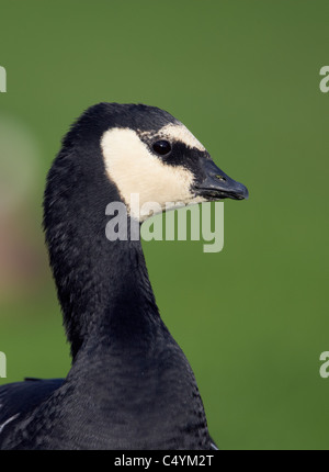 Bernache nonnette (Branta leucopsis), portrait d'adulte. Banque D'Images