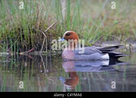 Le canard siffleur (Anas penelope). Drake en plumage nuptial natation sur un étang. Banque D'Images