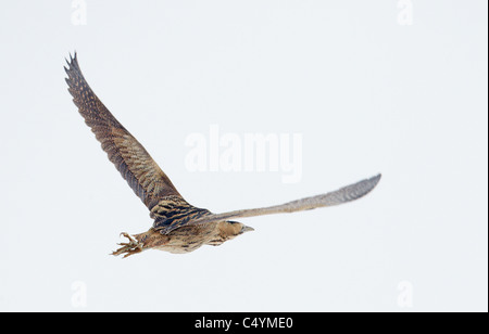 Eurasian Bittern, butor étoilé (Botaurus stellaris), adulte en vol Banque D'Images