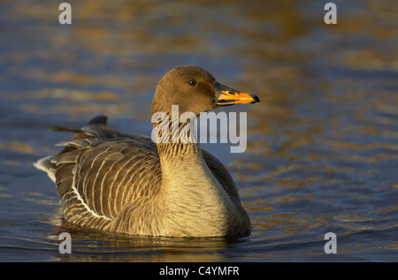 Bean goose (Anser fabalis), des profils sur l'eau. Banque D'Images