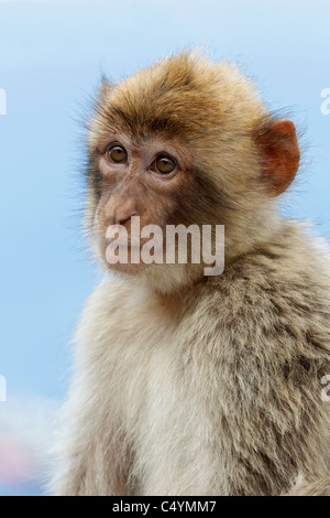 Un bébé Macaque de Barbarie mâles assis sur le mur au rocher de Gibraltar - Europe's seulement primate Macaca sylvanus Banque D'Images