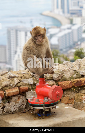 Un mâle juvénile Macaques de Barbarie assis sur une borne-fontaine à la roche de Gibraltar - Europe's seulement primate Macaca sylvanus Banque D'Images