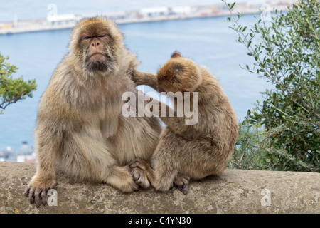 Une femelle et mâle bébé Macaque de Barbarie était assis sur le mur le toilettage au rocher de Gibraltar - Europe's seulement primate Macaca sylvanus Banque D'Images