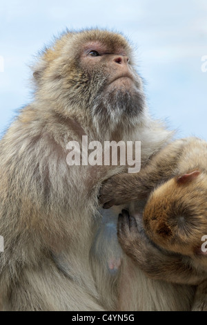 Une femelle et mâle bébé Macaque de Barbarie était assis sur le mur le toilettage au rocher de Gibraltar - Europe's seulement primate Macaca sylvanus Banque D'Images