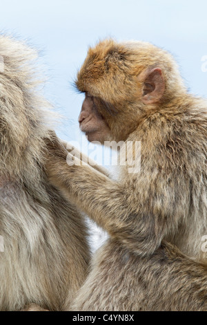 Une femelle et mâle bébé Macaque de Barbarie était assis sur le mur le toilettage au rocher de Gibraltar - Europe's seulement primate Macaca sylvanus Banque D'Images