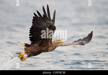 Aigle de Virginie (Haliaeetus albicilla), des profils d'attraper un poisson. Banque D'Images