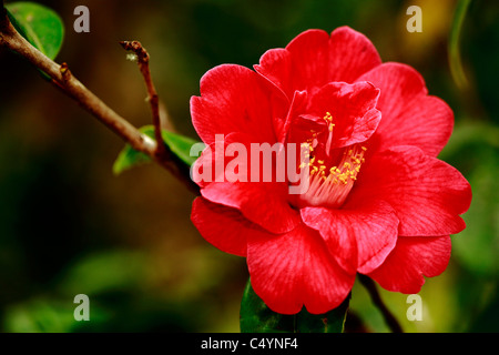 Camellia japonica fleurissent dans Parque Terra Nostra. L'île de São Miguel, Furnas, Açores, Portugal. Banque D'Images