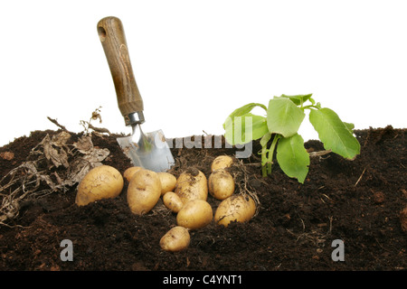 Les pommes de terre nouvelles fraîchement creusée dans la terre avec une truelle de jardin Banque D'Images