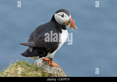 Macareux moine (Fratercula arctica) des profils avec matériel de nidification en bec debout sur une falaise Hermaness Shetland Ecosse UK Banque D'Images
