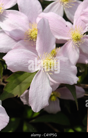 Clematis montana 'Elizabeth' des fleurs sur un jardin climber Banque D'Images