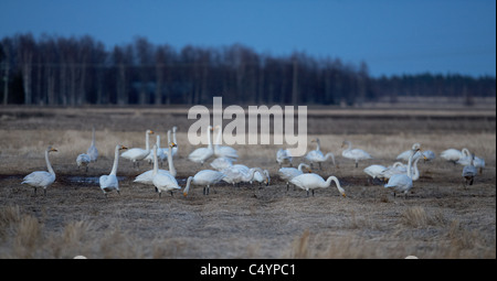 Cygne chanteur (Cygnus cygnus). L'alimentation du troupeau au repos sur un champ au crépuscule. Banque D'Images