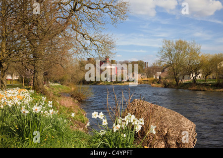 Printemps jonquilles dans le Memorial Gardens à côté de la rivière Derwent, à Cockermouth Allerdale, Cumbria, Angleterre, Royaume-Uni, Grande Bretagne. Banque D'Images
