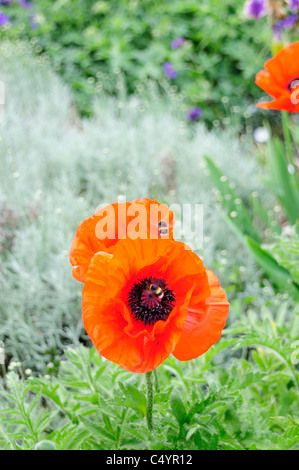 Pensées dans le jardin Banque D'Images