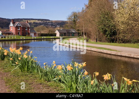 Vue sur le canal de Llangollen de jonquilles au printemps à Froncysyllte, Wrexham, North Wales, UK, Grande-Bretagne. Banque D'Images