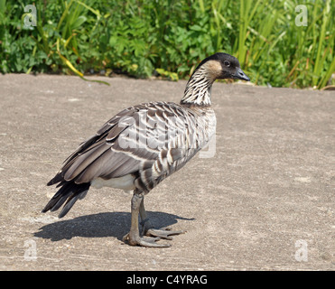 Endagered Hawaiian Goose oiseau national de Washington Banque D'Images