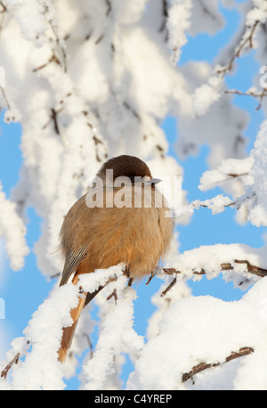 (Perisoreus infaustus de Sibérie), perché sur un rameau de neige. Banque D'Images