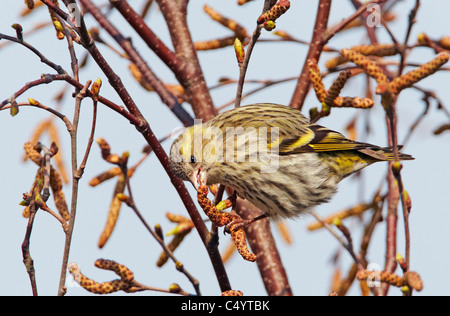 Tarin des pins (Carduelis spinus eurasienne) manger du pollen des chatons. Banque D'Images