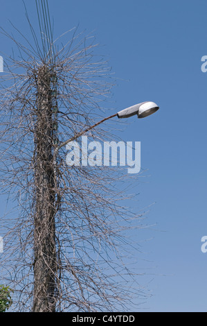 Lampadaire avec végétation rampante Banque D'Images