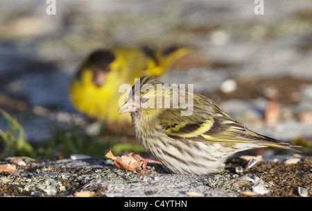 Eurasian Siskin Carduelis spinus (nourriture) sur le terrain. Banque D'Images