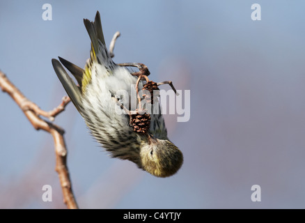 Tarin des pins (Carduelis spinus eurasienne) accroché à l'envers sur un rameau aîné en mangeant les graines à partir d'un cône. Banque D'Images