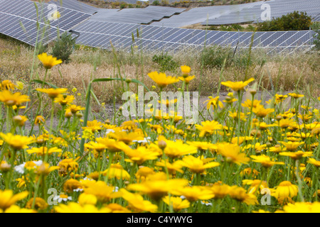 Fleurs sauvages et d'une centrale solaire photovoltaïque près de Lucainena de las Torres, Andalousie, espagne. Banque D'Images