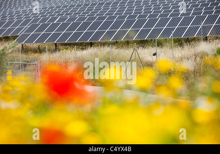 Fleurs sauvages et d'une centrale solaire photovoltaïque près de Lucainena de las Torres, Andalousie, espagne. Banque D'Images