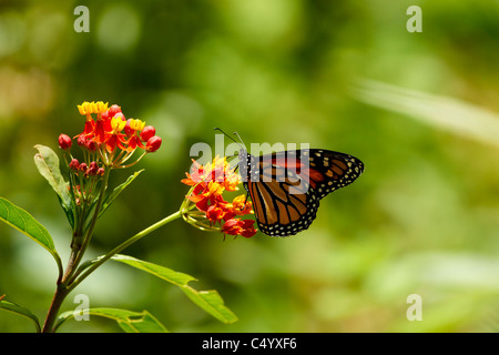 mariposa monarca,mariposa sobre flor,Danaus plexippus papillon Monarch in asclépia Banque D'Images