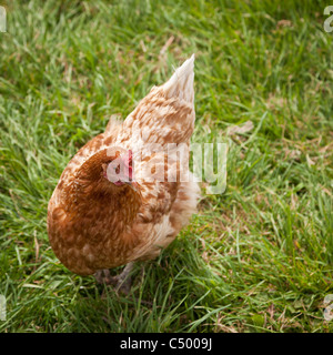 En dehors de poulet close up Banque D'Images