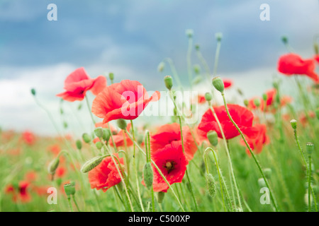 Fleurs de pavot sauvage sur fond de ciel bleu. Banque D'Images