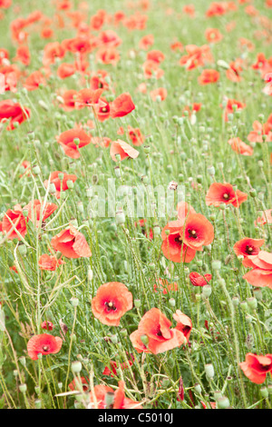 Domaine de fleurs de pavot sauvage. Banque D'Images