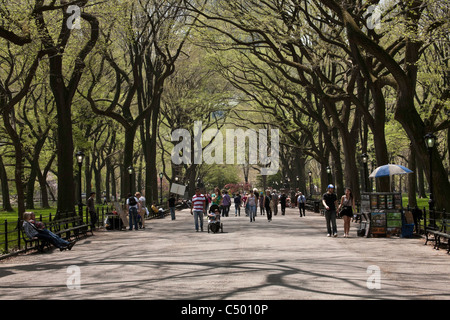 Elm arbres le long de Poet's Walk, Central Park, New York Banque D'Images
