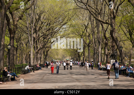 Elm arbres le long de Poet's Walk, Central Park, New York Banque D'Images