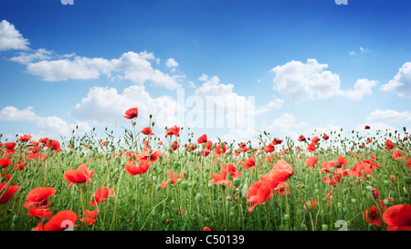 Fleurs de pavot sauvage sur fond de ciel bleu. Banque D'Images