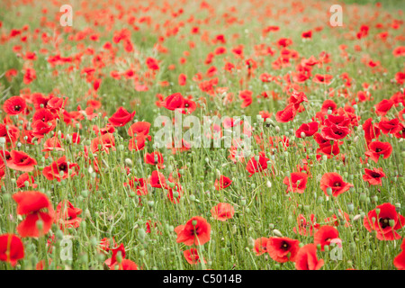 Domaine de fleurs de pavot sauvage. Banque D'Images