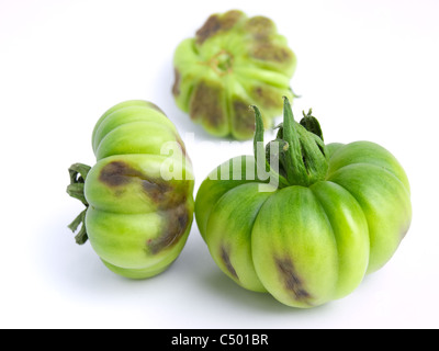 Plusieurs immatures pourris de tomates vertes sur fond blanc. Banque D'Images