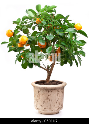 Petites mandarines arbre sur fond blanc. Banque D'Images