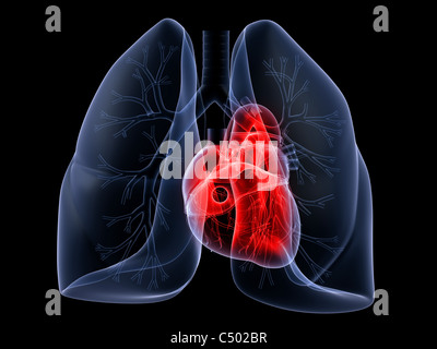 poumon et le cœur Banque D'Images