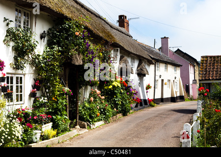 Fleurs à l'extérieur de Devon Cottages. Ces chalets sont à Branscombe, l'est du Devon. Banque D'Images