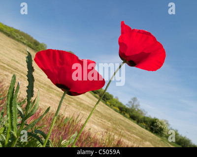 Fleurs de pavot rouge vif dans un champ en France contre un ciel bleu Banque D'Images