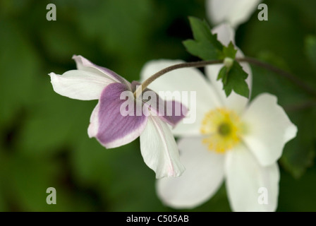 Anemone ' Wild Swan' Plante de l'année 2011, Chelsea Flower Show Banque D'Images