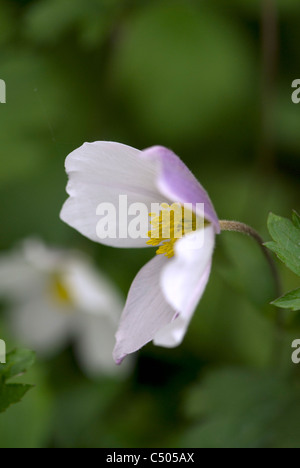 Anemone ' Wild Swan' Plante de l'année 2011, Chelsea Flower Show Banque D'Images