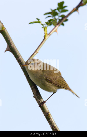 Grosbec casse-noyaux Phylloscopus collybita perché dans l'arbre au parc Plumley, Weston-Super-Mare en avril. Banque D'Images