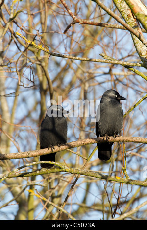 Western Jackdaw Corvus monedula paire perchés dans tree à Slimbridge, Gloucestershire, en février. Banque D'Images