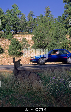 Cher lecteur voiture regarder par d'un côté de la route, Rive Sud, le Parc National du Grand Canyon, Arizona Banque D'Images