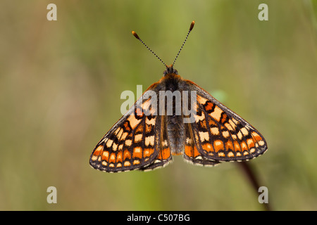 Marsh Fritillary Euphydryas aurinia pèlerin mâle dans le pré à Hazelbury Wiltshire, commune en mai. Banque D'Images