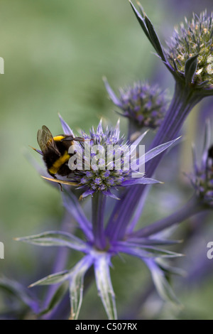 Eryngium bourgatii 'Picos Blue' avec un bourdon la collecte de Nectar Banque D'Images